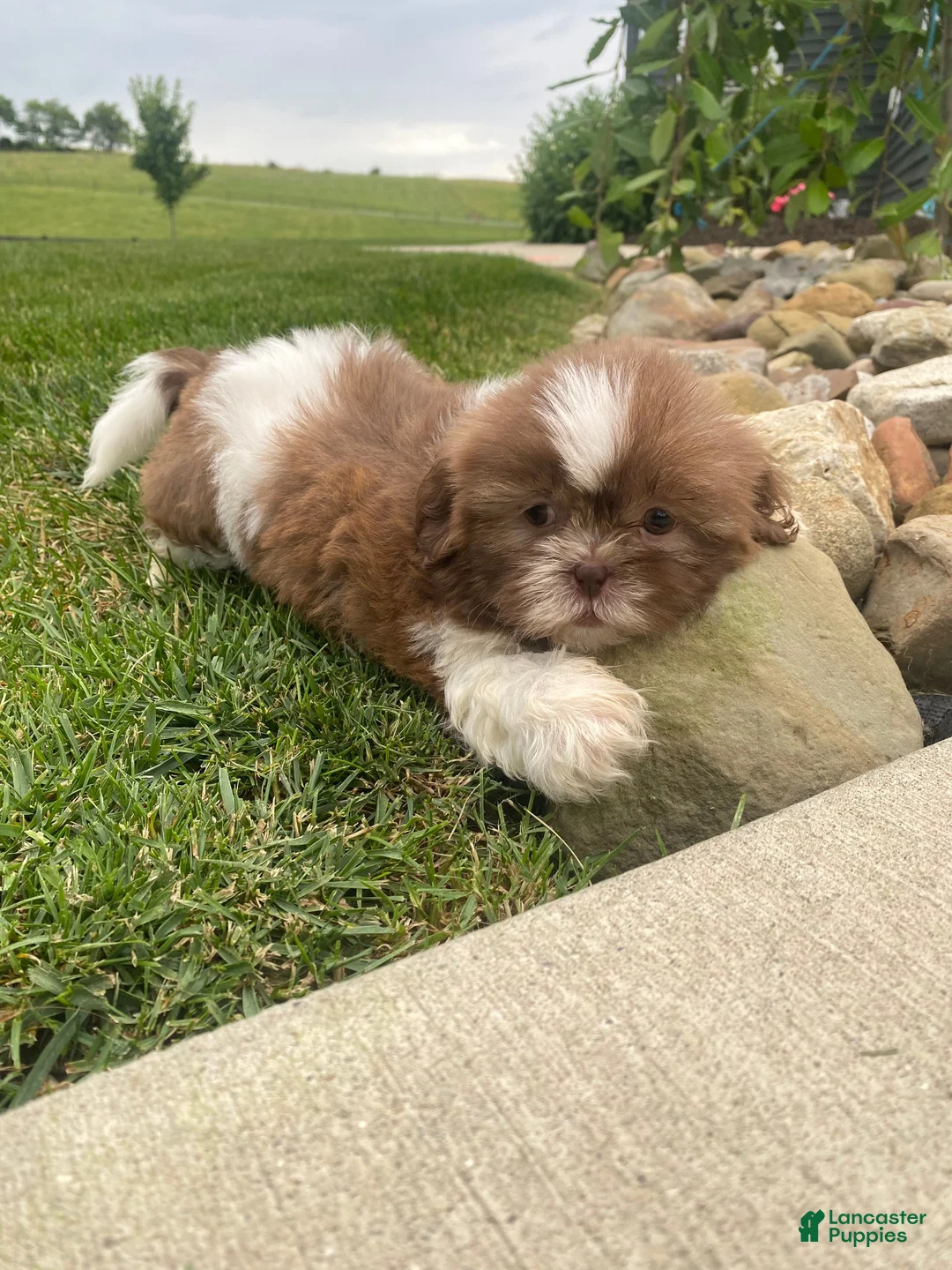 Shih Tzu dogs for sale: Hazel - Ad 2