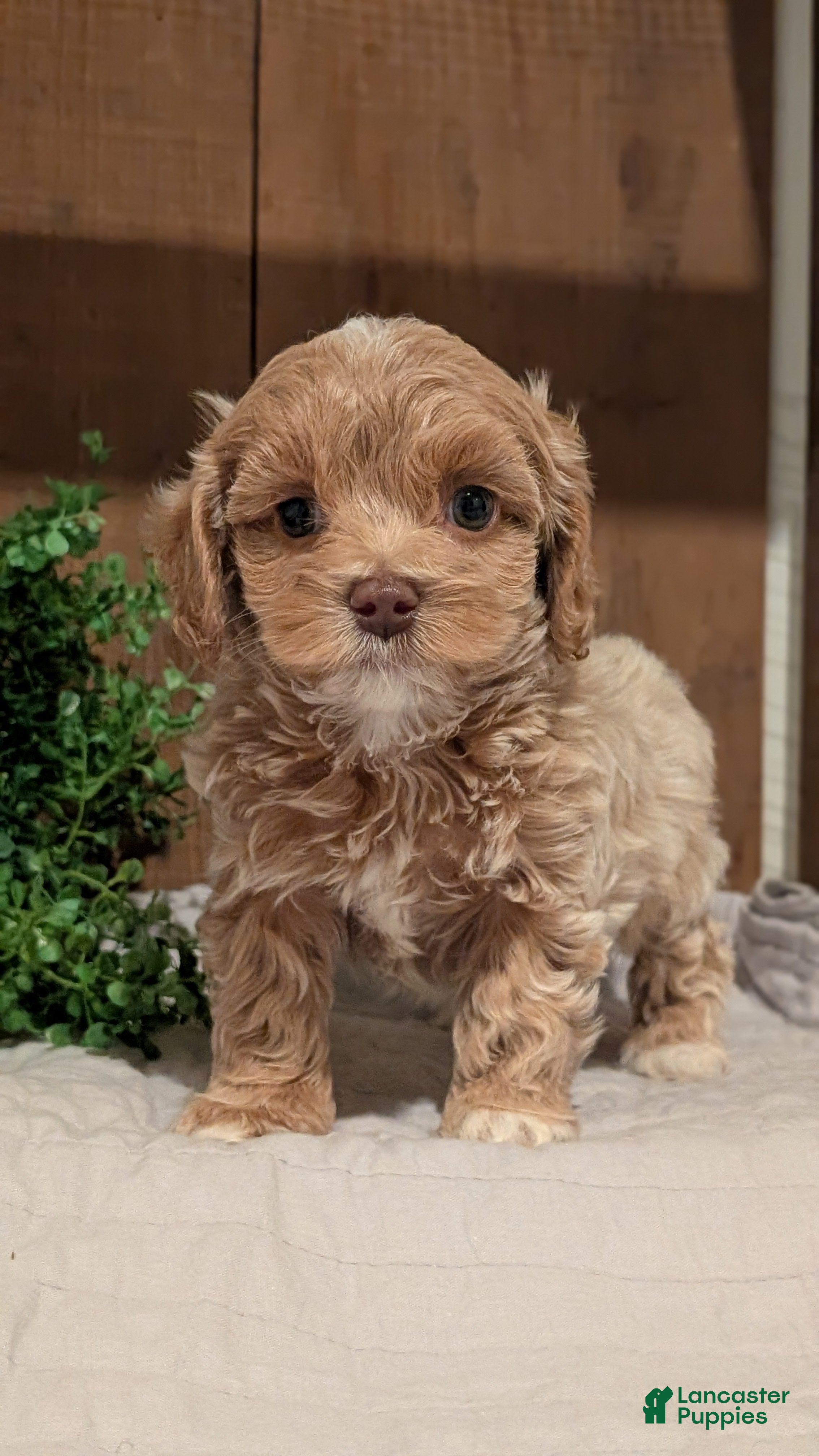 Cockapoo dogs Ezi - Ad 2