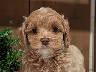 Cockapoo dogs Ezi - Ad 2