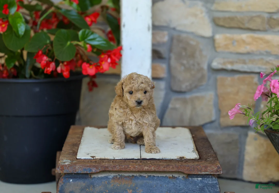 Miniature Poodle dogs for sale: AKC Leo - Ad 1