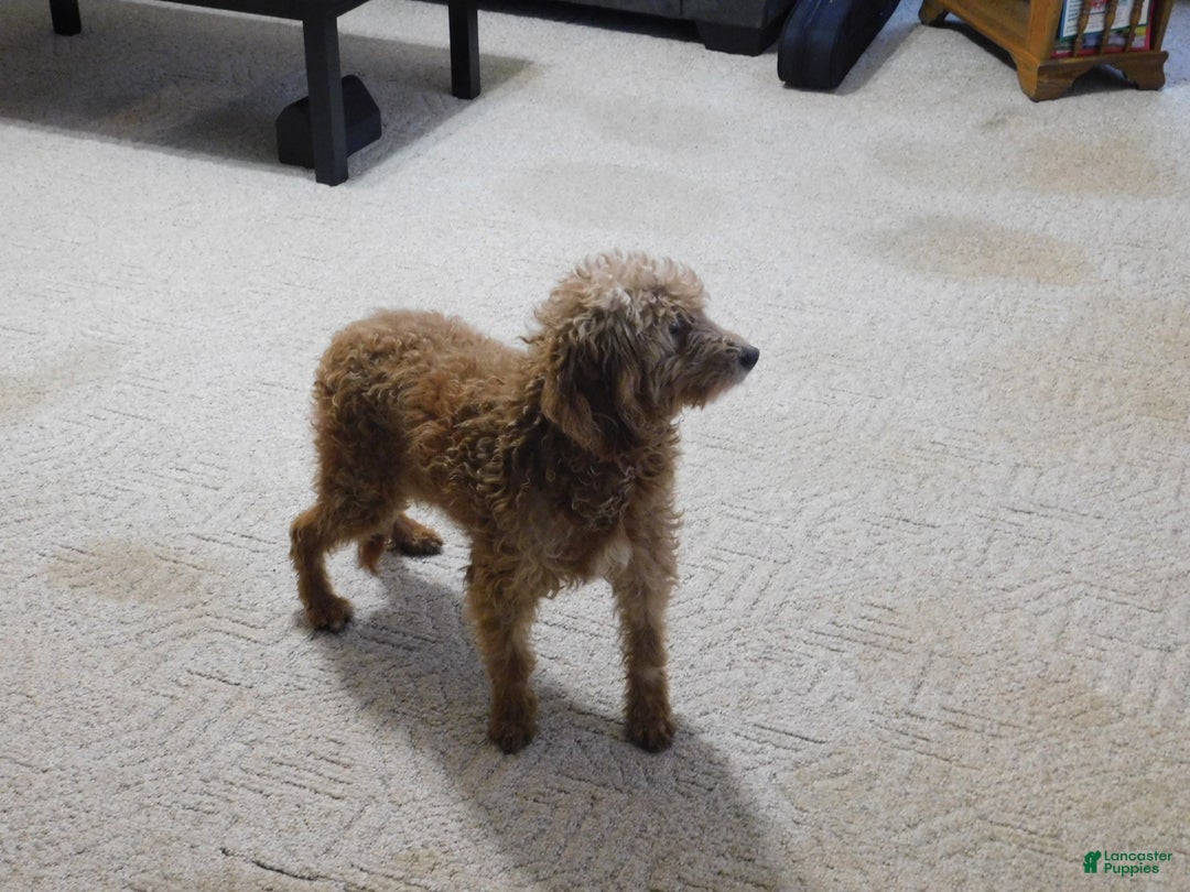 Mini Goldendoodle dogs for sale: Rosie - Ad 12