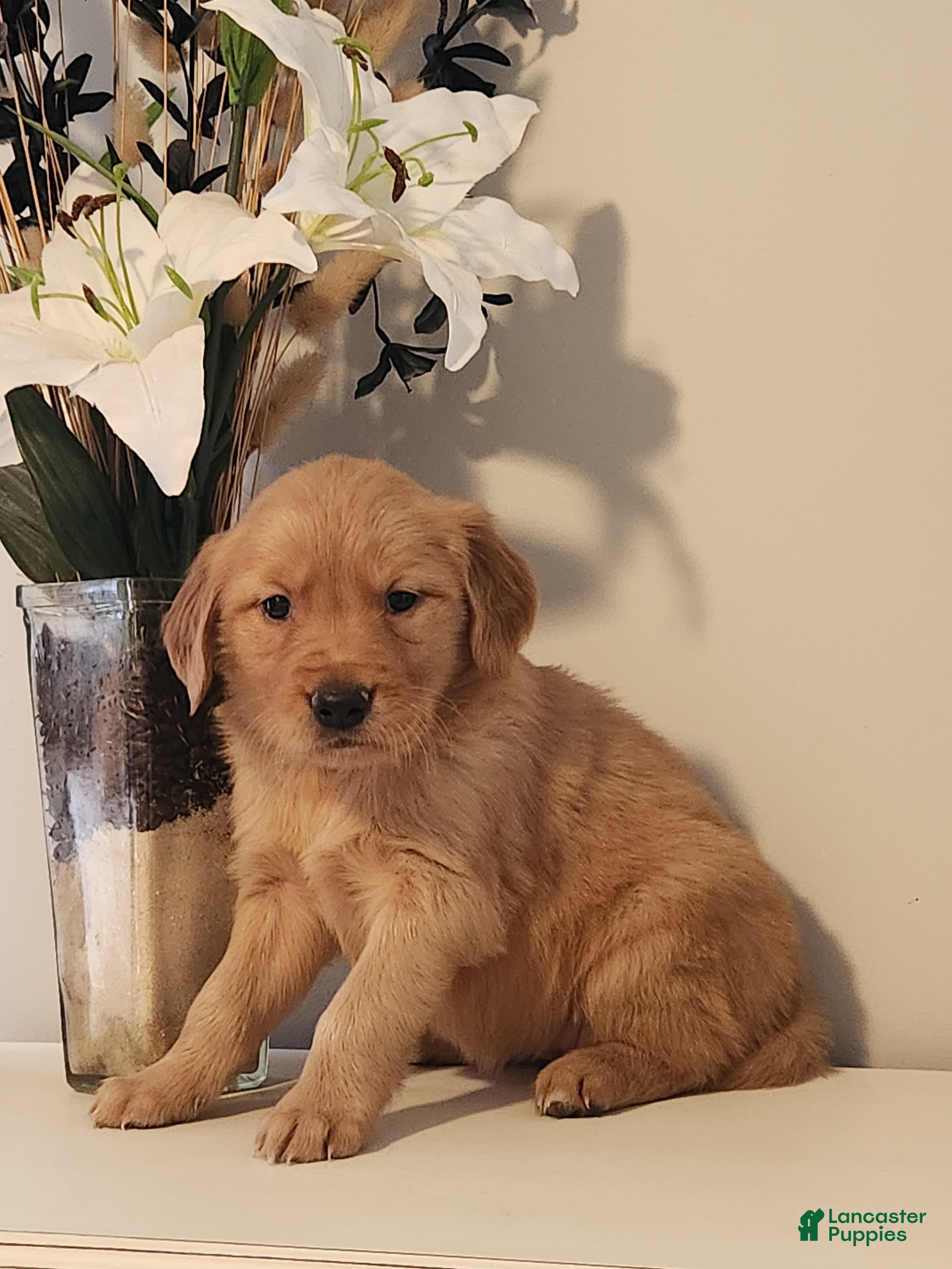 Golden Retriever dogs Ruby - Ad 1