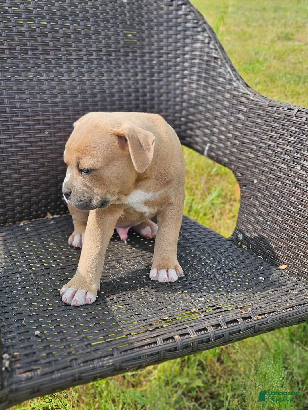 Mixed Breed dogs for sale: Marley - Ad 2