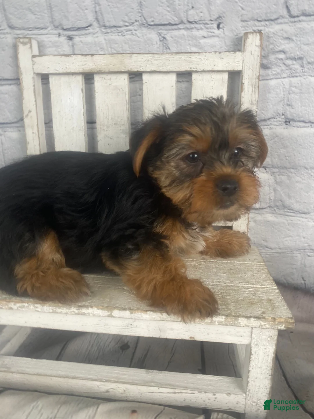 Yorkshire Terrier dogs for sale: Katti - Ad 12