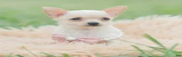 Chihuahua dogs for sale: Itty Teacup - Ad 3