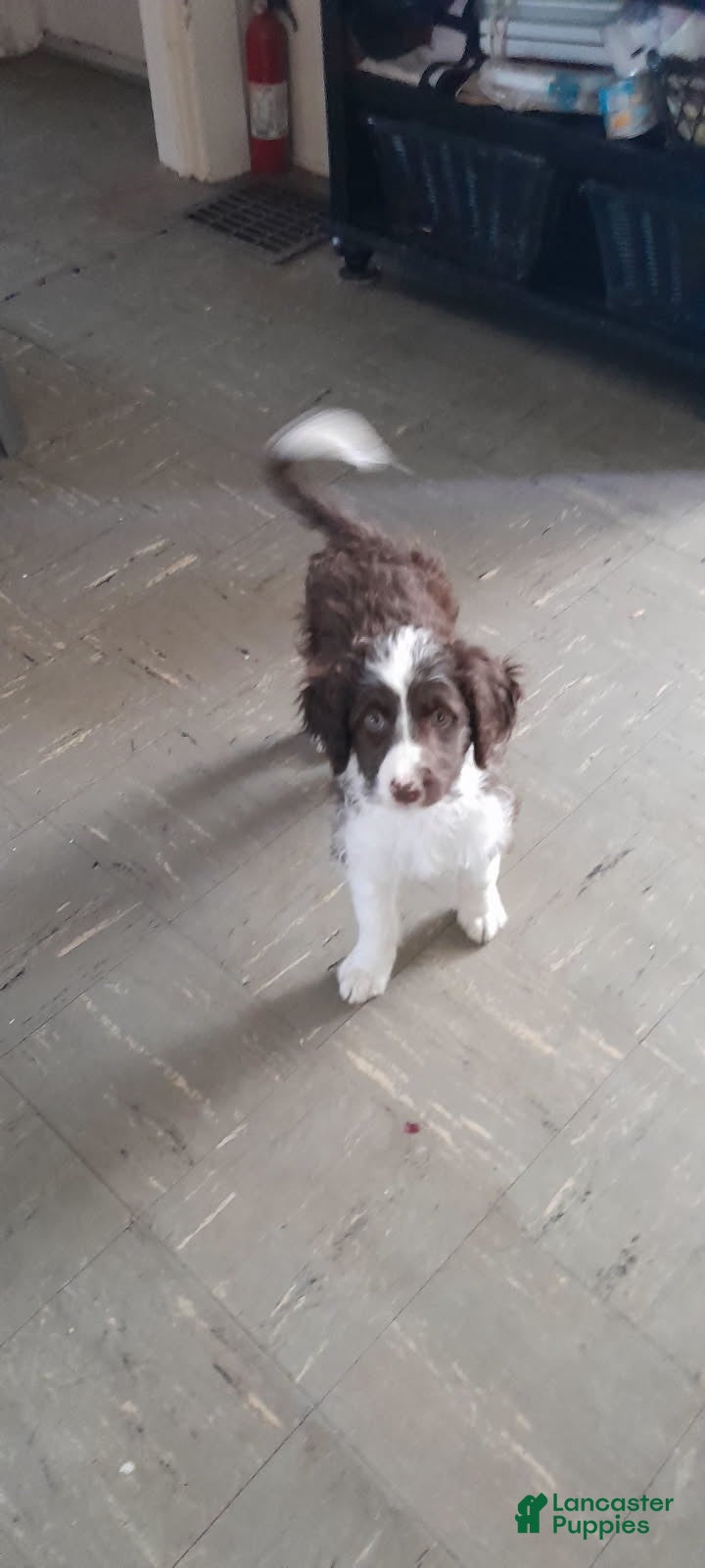 Bordoodle dogs Bordoodle Puppy 1 - Ad 10