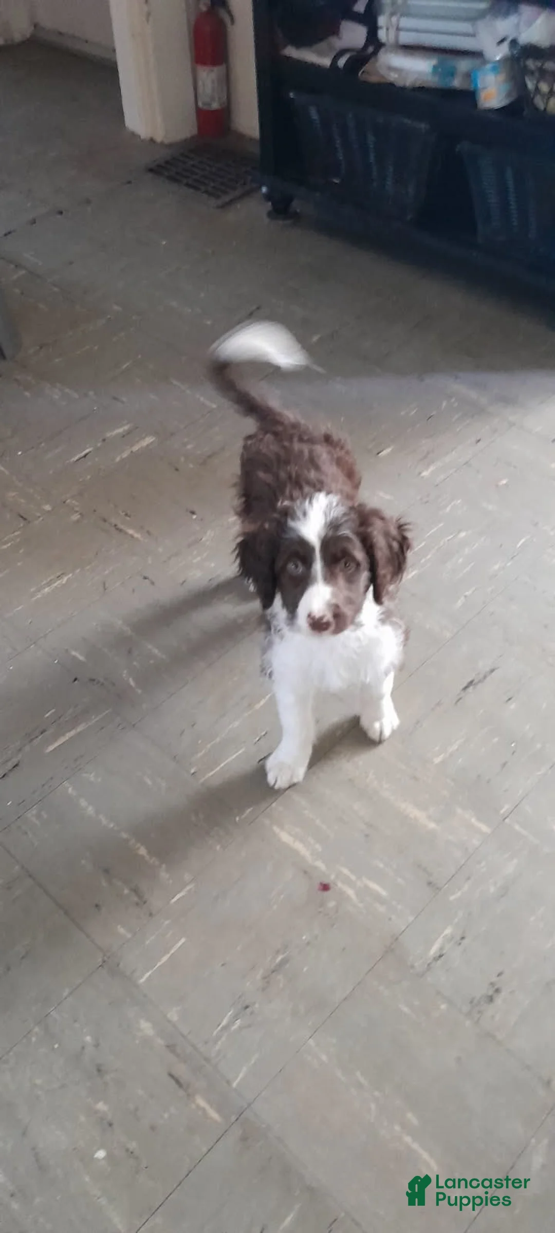 Bordoodle dogs for sale: Bordoodle Puppy 1 - Ad 2