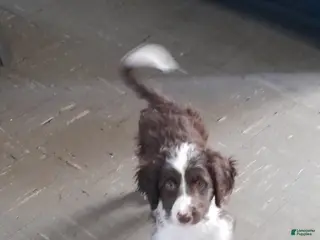 Bordoodle dogs Bordoodle Puppy 1 - Ad 10