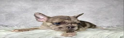 Frenchton dogs for sale: Miss Lola  - Ad 3