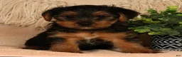 Yorkshire Terrier dogs for sale: Unity - Ad 1