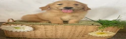 Golden Retriever dogs for sale: Benji - Ad 5