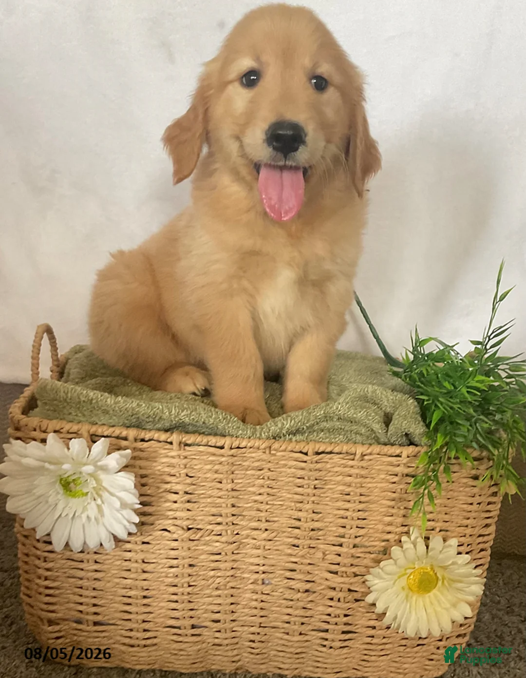 Golden Retriever dogs for sale: Benji - Ad 5