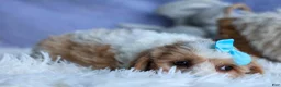 Cavachon dogs for sale: RUSTY - Ad 9