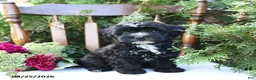 Havapoo dogs for sale: Zuzu - Ad 1