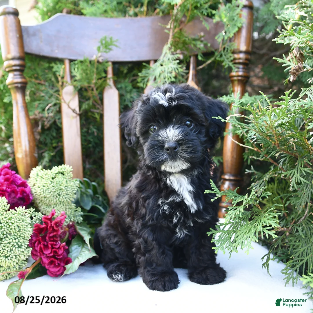 Havapoo dogs for sale: Zuzu - Ad 1