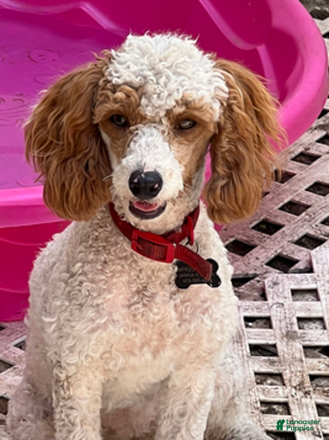Cockapoo dogs for sale: Purdy B1 - Ad 4