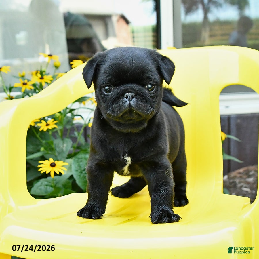 Pug dogs Sparky - Ad 1