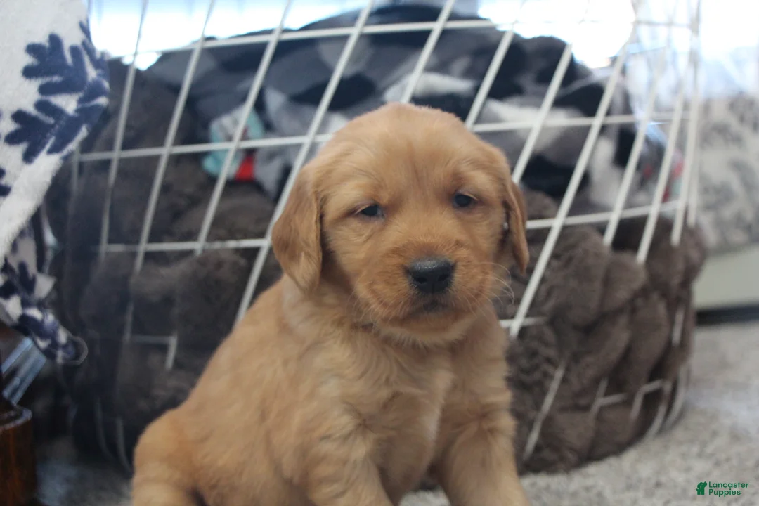 Golden Retriever dogs for sale: Brinn - Ad 1