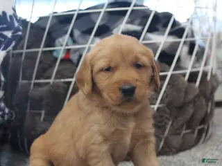 Golden Retriever dogs Brinn - Ad 19