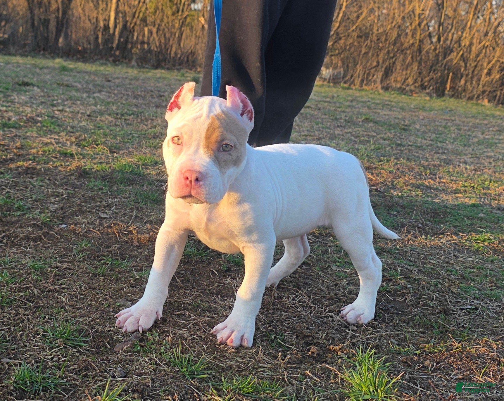 American Bully dogs Lilac Merle - Ad 2