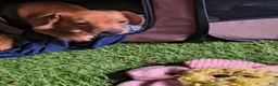 Miniature Dachshund dogs for sale: Beauty  - Ad 4