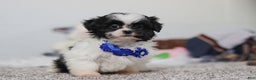 Shih Tzu dogs for sale: Scottie - Ad 2