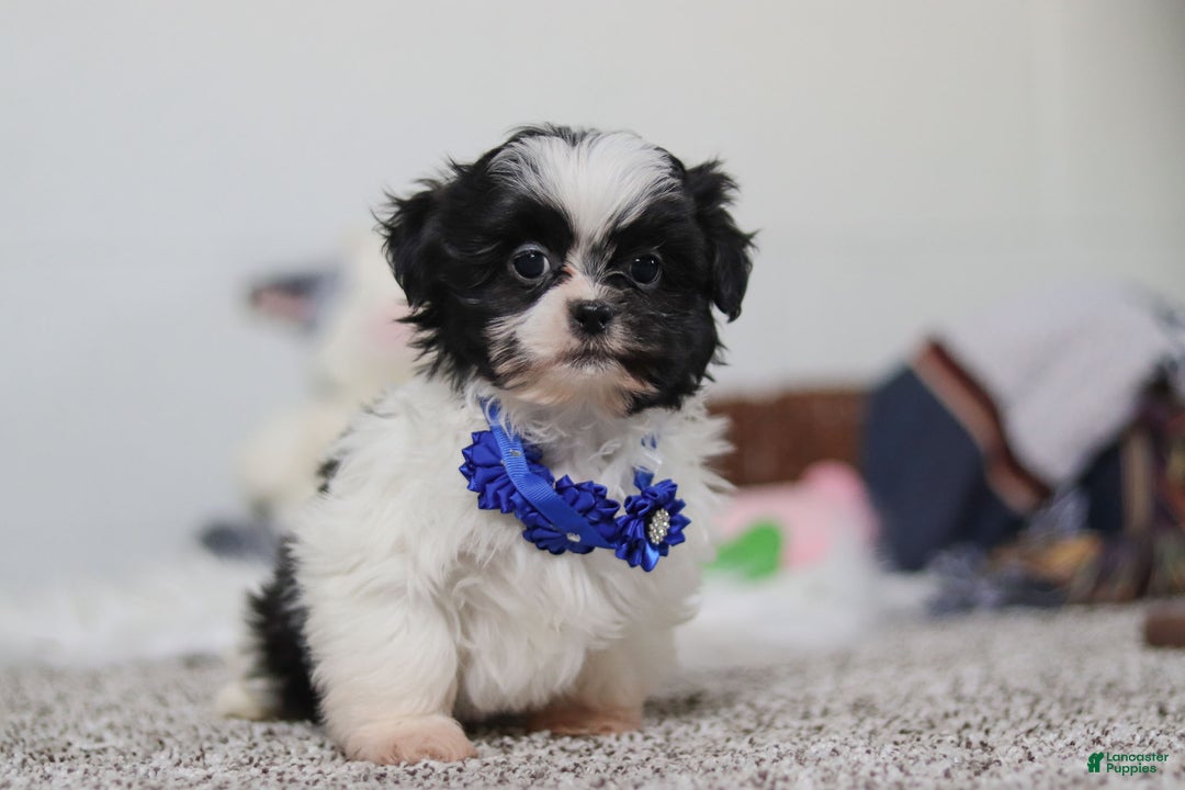 Shih Tzu dogs for sale: Scottie - Ad 2