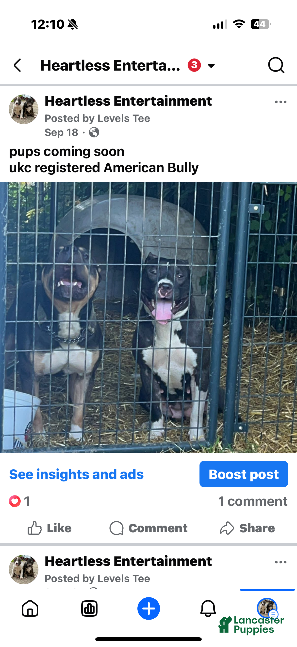 American Bully dogs American Bully Puppy 1 - Ad 2