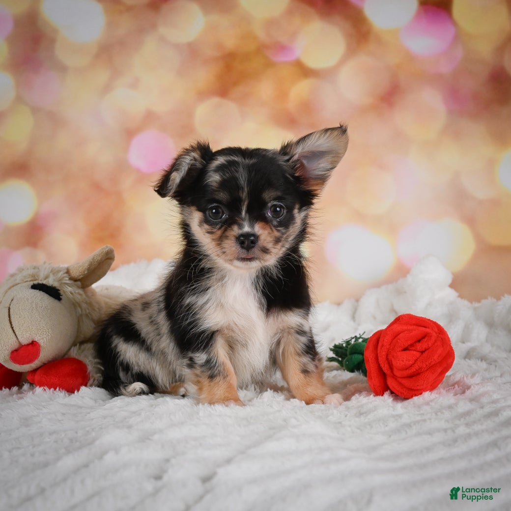Chihuahua dogs Bridget - Ad 1