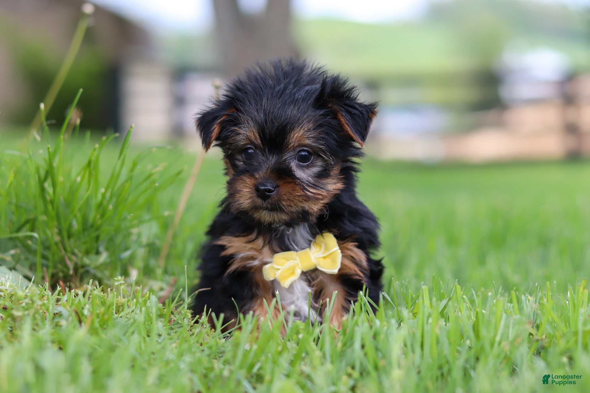 Yorkshire Terrier dogs Luca - Ad 1
