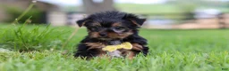 Yorkshire Terrier dogs for sale: Luca - Ad 1