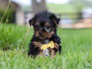 Yorkshire Terrier dogs for sale: Luca - Ad 2