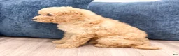 Miniature Poodle dogs for sale: Lily - Ad 5