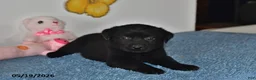 Labrador Retriever dogs for sale: Mindy - Ad 3