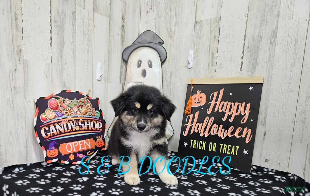 Miniature Australian Shepherd dogs for sale: Flash - Ad 3