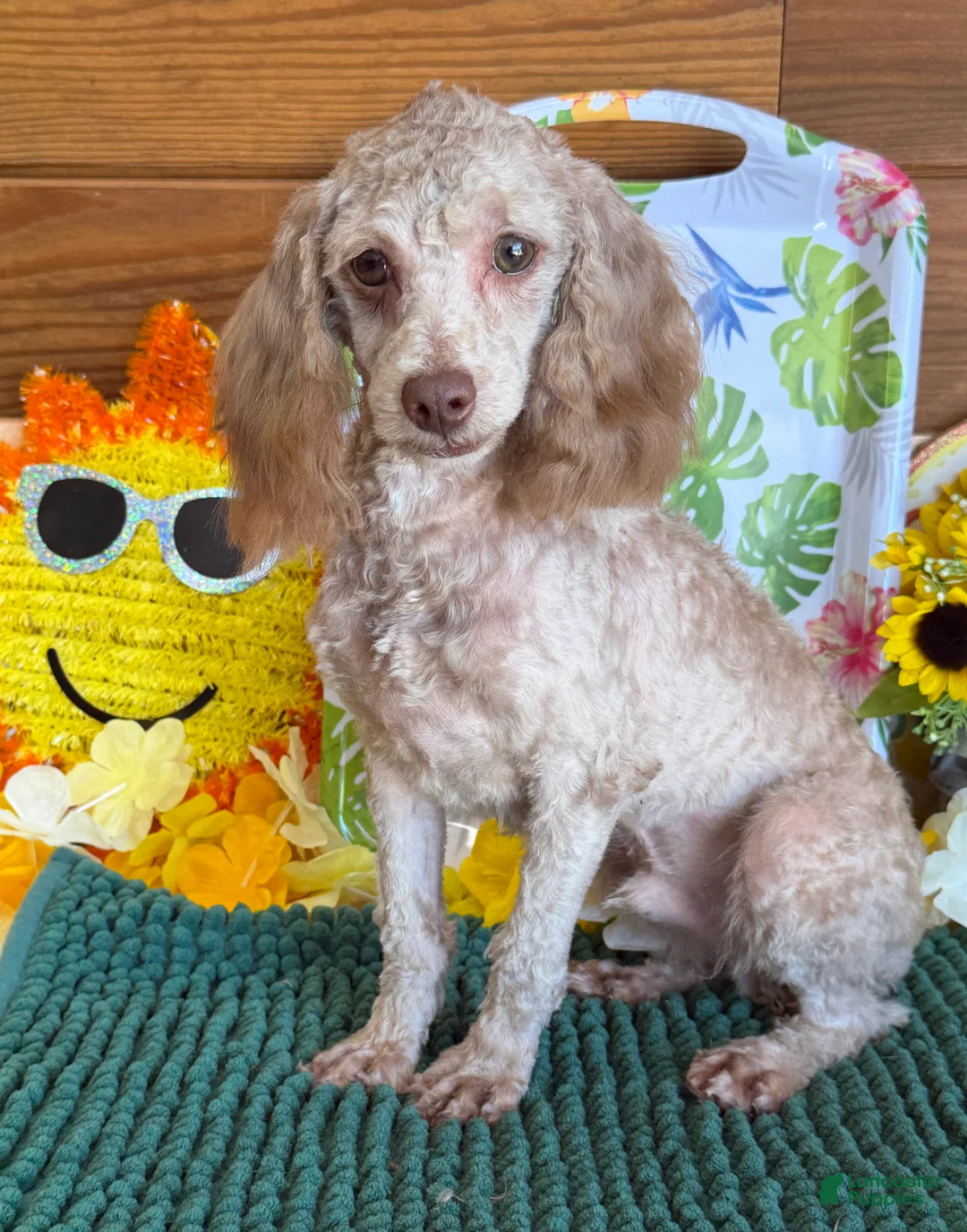 Cockapoo dogs for sale: Boo Bear - Ad 2