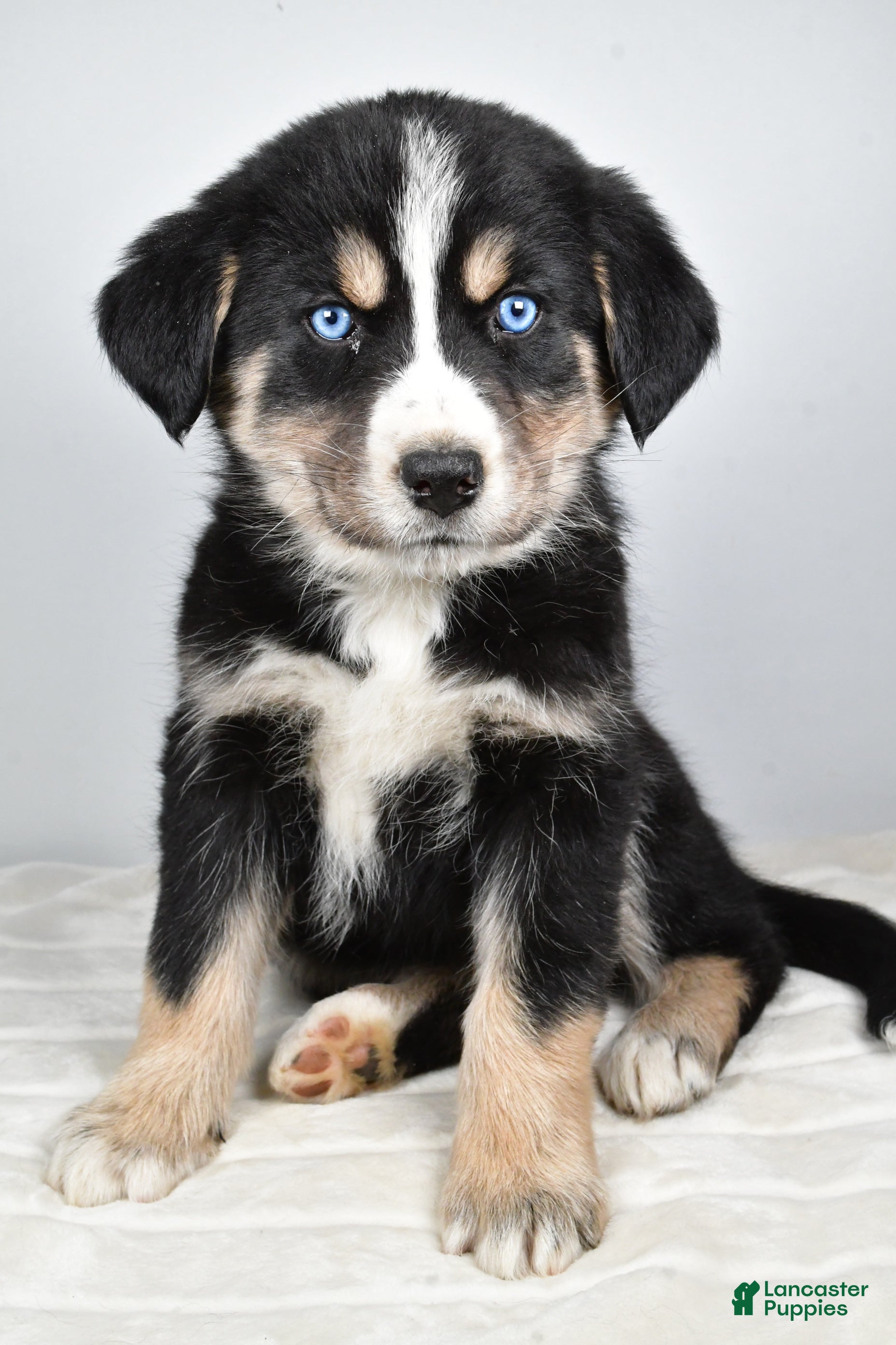 Mixed Breed dogs Piper - Ad 18