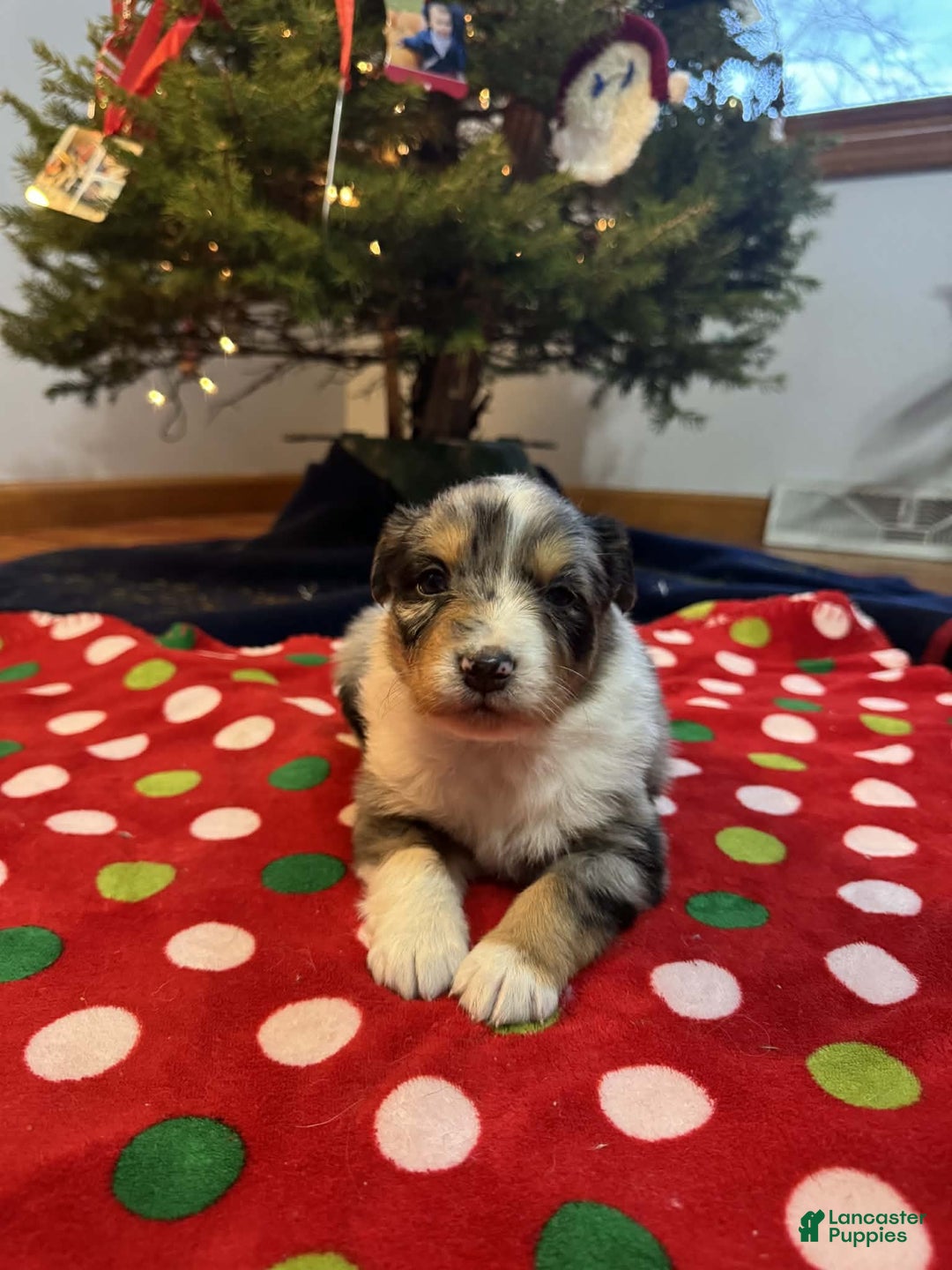 Australian Shepherd dogs for sale: Tundra - Ad 5