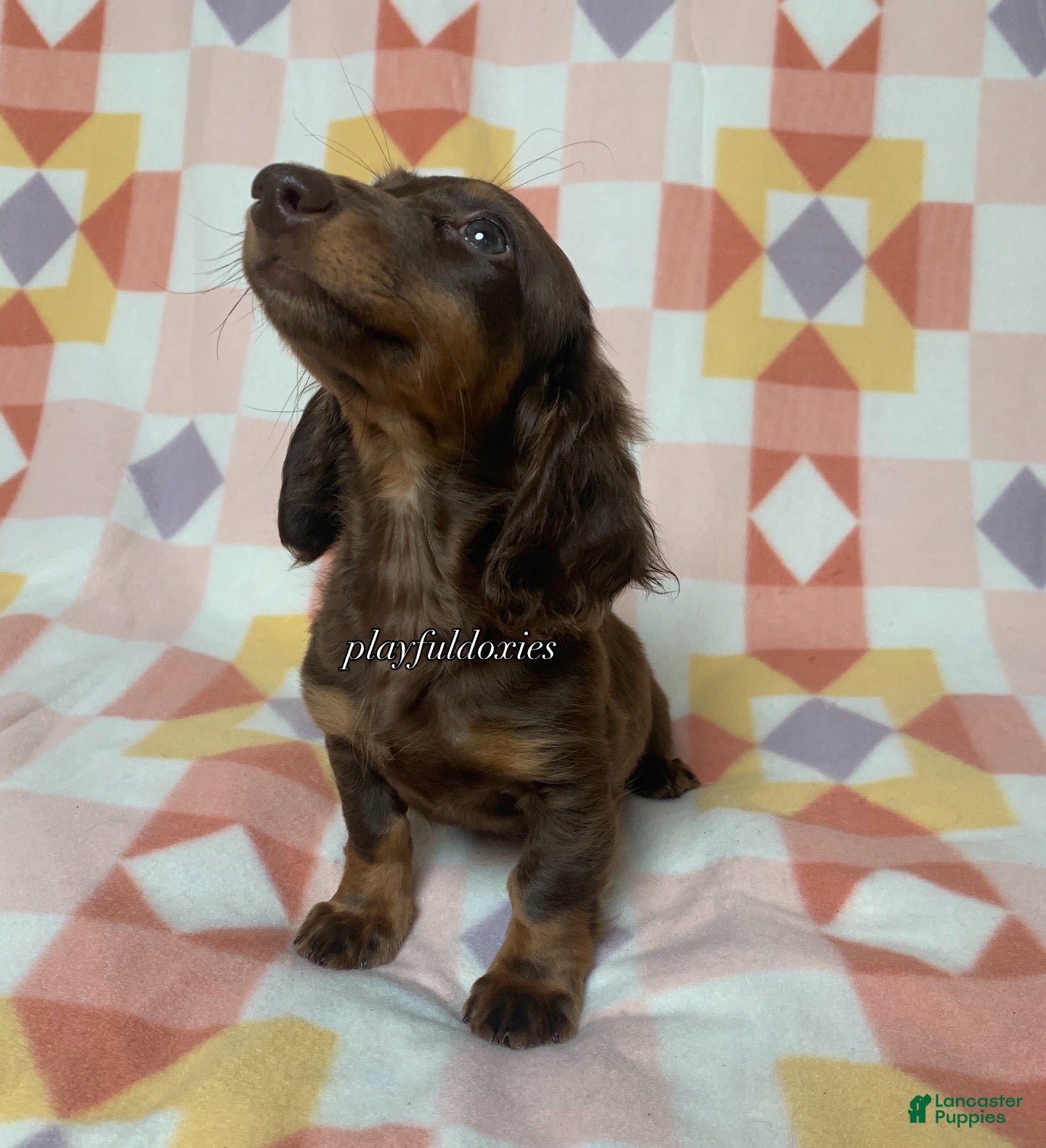 Dachshund dogs  AKC Chocolate & Tan Long Haired Female Dachshund ALL Clear - Ad 1