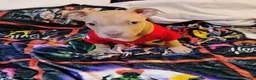 Staffordshire Bull Terrier dogs for sale: XL bully - Ad 5