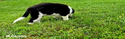 Border Collie dogs for sale: Charlie - Ad 4