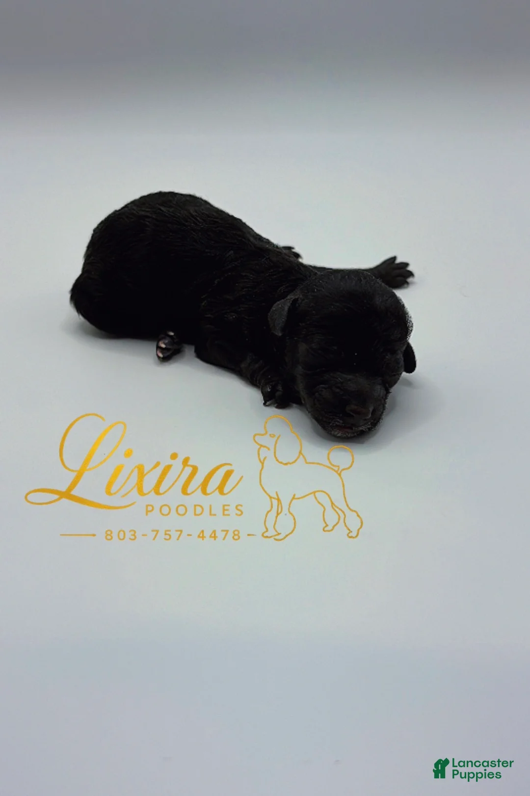 Toy Poodle dogs for sale: Toy Poodle 3 - Ad 1