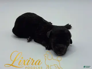 Toy Poodle dogs Luna - Ad 19