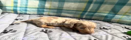 Miniature Dachshund dogs for sale: Isabella dapple smooth coat female AKC  - Ad 4