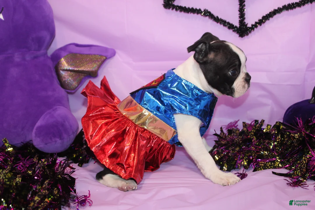 Boston Terrier dogs for sale: Kiki the Little Firecracker - Ad 2