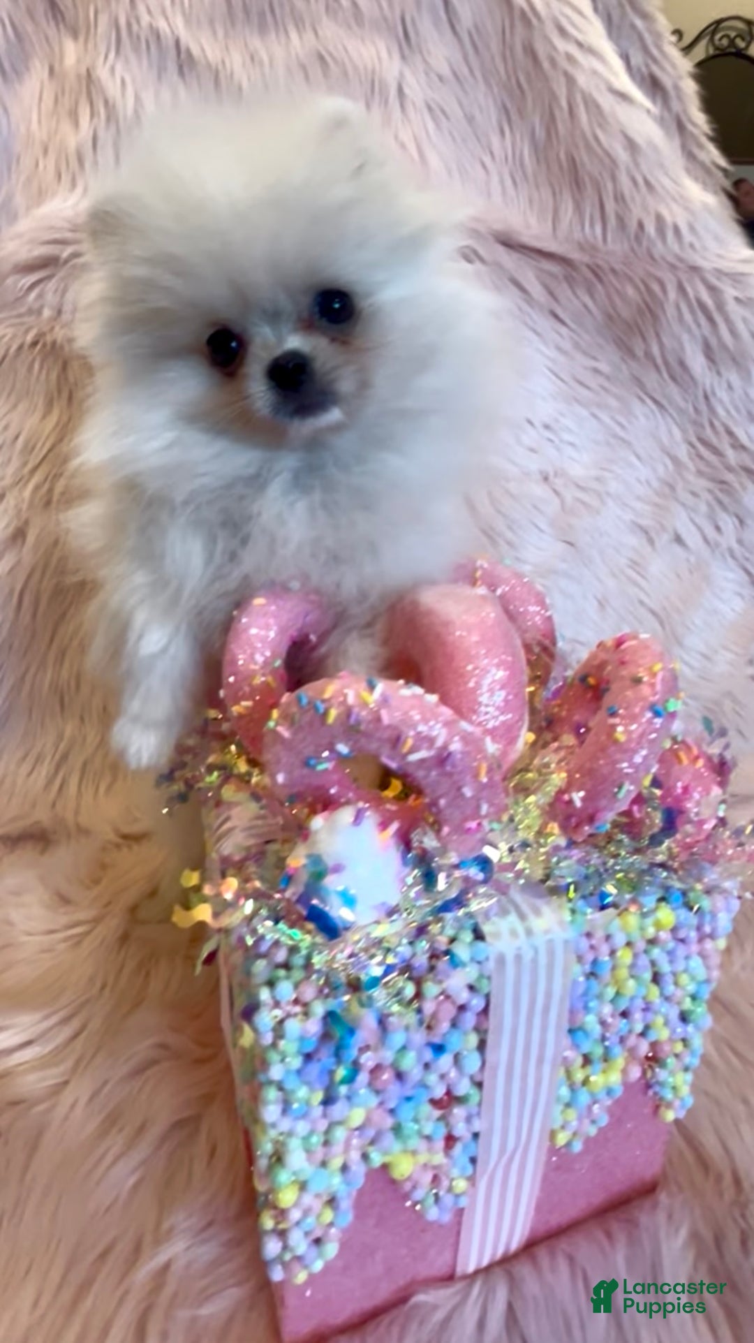 Pomeranian dogs for sale: Lynette AKC Registered full rights  - Ad 21