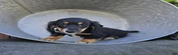 Miniature Dachshund dogs for sale: Travis - Ad 3