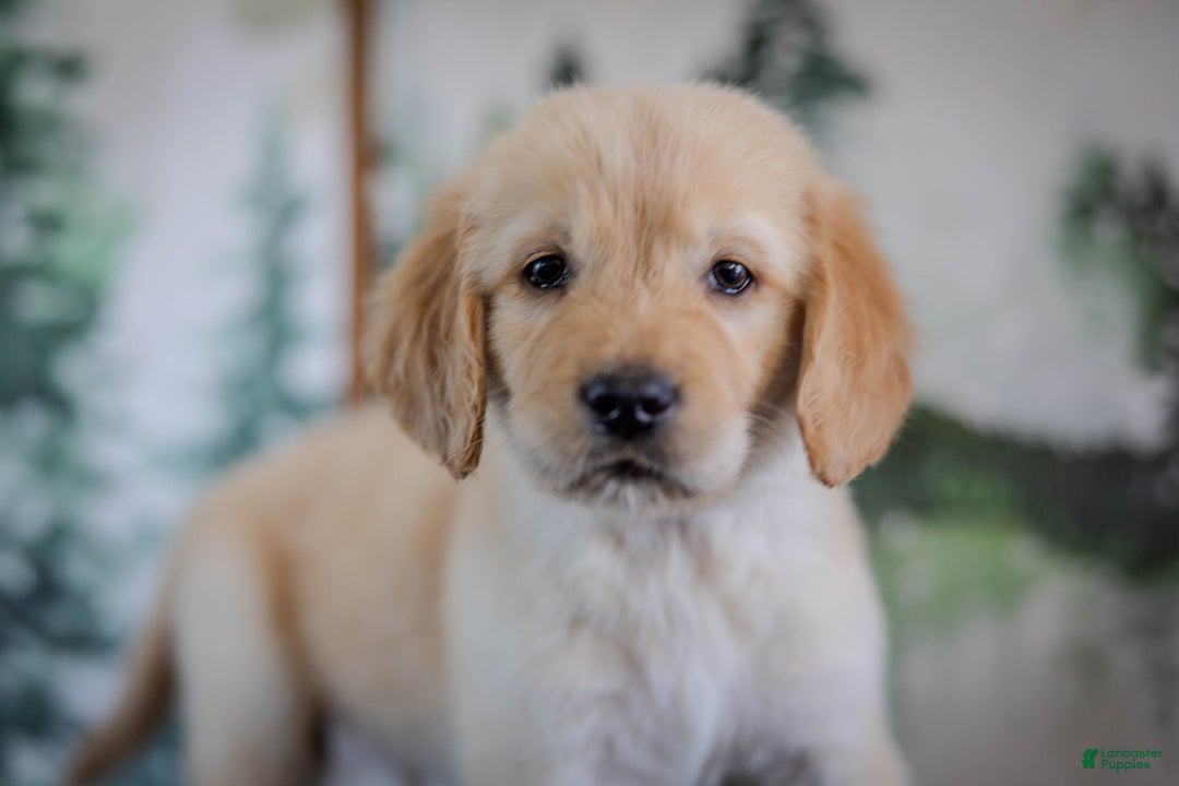 Golden Retriever dogs for sale: Yellow - Ad 1