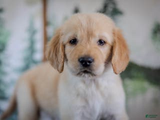 Golden Retriever dogs Yellow - Ad 40