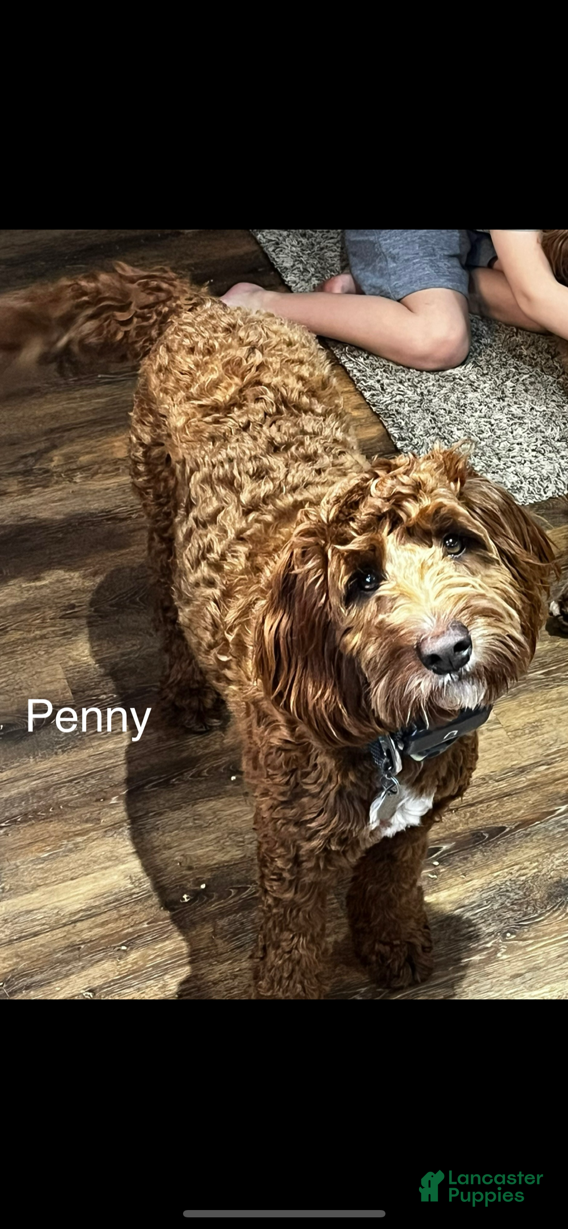 Penny